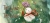 Wind and the Wisp, The Box Art