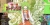 Harvest Yuuka Box Art